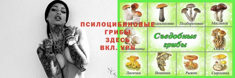 Псилоцибиновые грибы Cubensis  Сертолово 